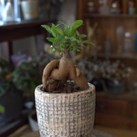 観葉植物　人参ガジュマル(G-7)