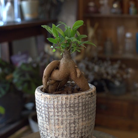 観葉植物　人参ガジュマル(G-7)