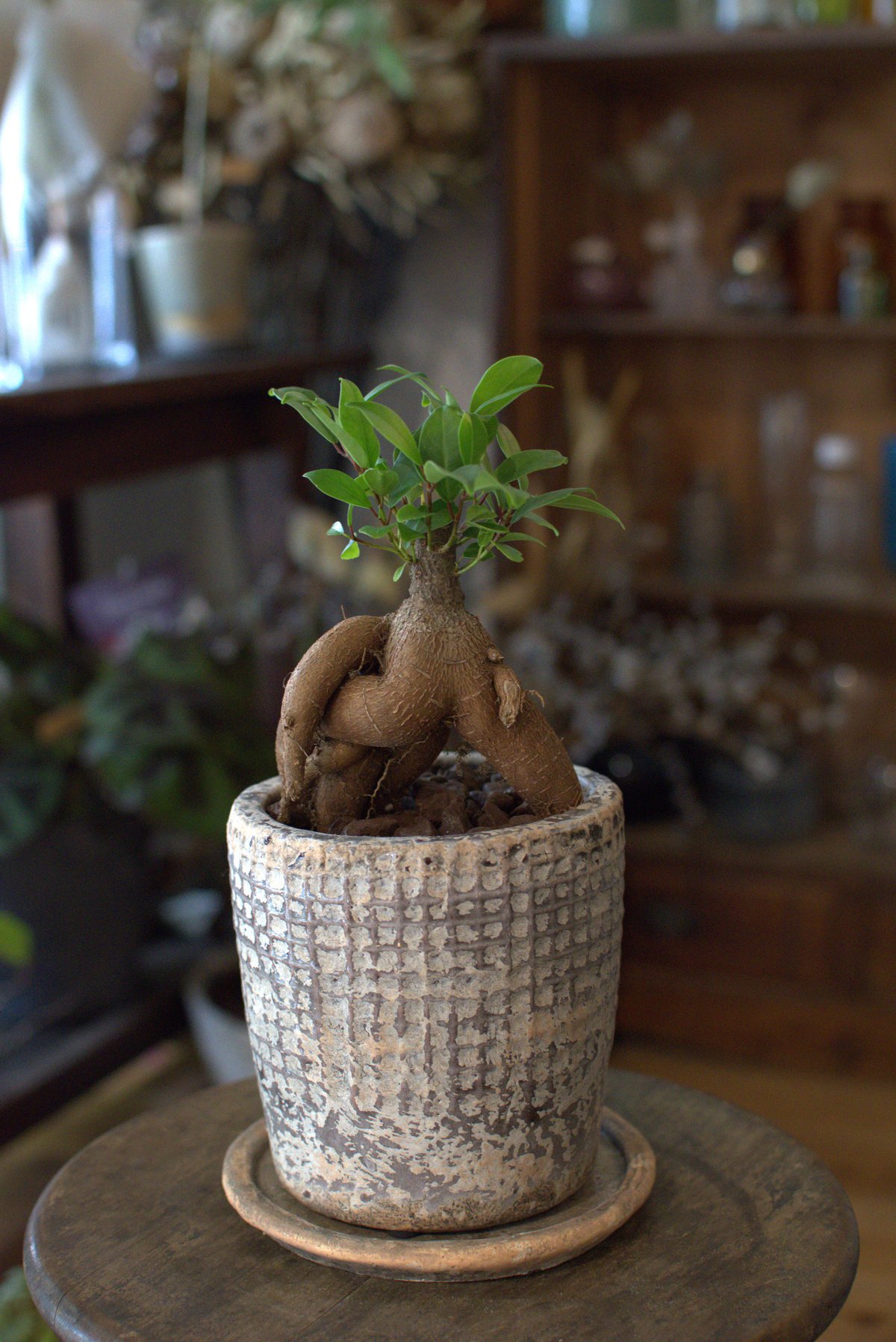 観葉植物 人参ガジュマル(G-7) | hirugao