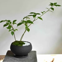 盆栽 花筏(Y-50)