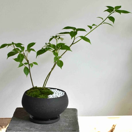 盆栽 花筏(Y-50)