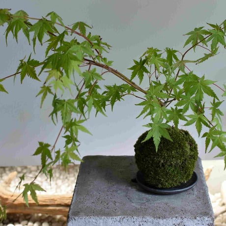 苔玉 紅葉〈流泉〉(C-37)