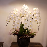 胡蝶蘭　5本立50輪以上(K-1)