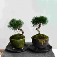 盆栽 高嶺杜松〈日本一〉(Y-26) | hirugao