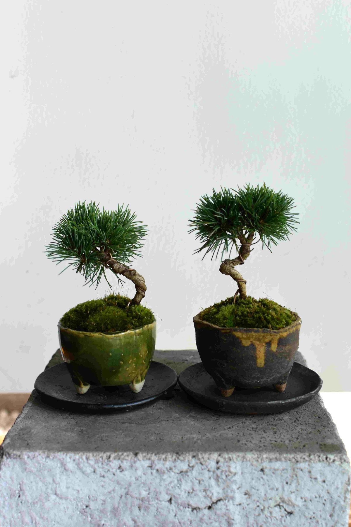 【大品 那須五葉松盆栽】 　　　ルパンヒデロウ様、専用 大品 那須五葉松盆栽】 ルパンヒデロウ様、専用 - メルカリ