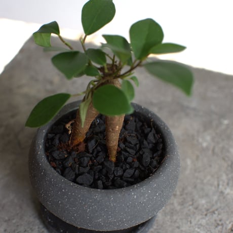 観葉植物 人参ガジュマル(G-35)