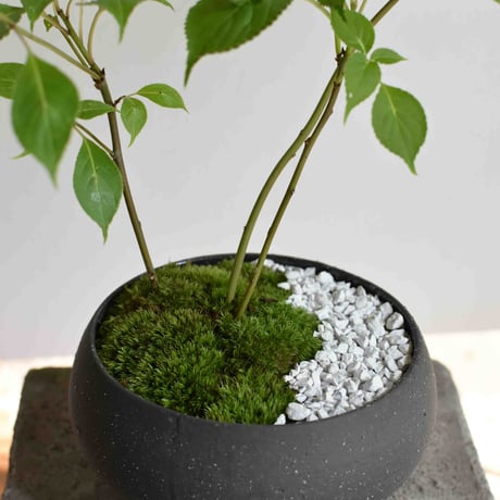 盆栽 花筏(Y-50)