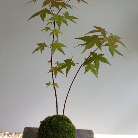 苔玉 紅葉〈出猩々〉(C-55)