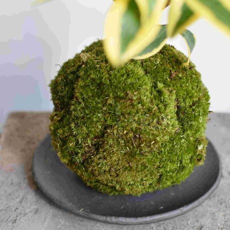 苔玉 沈丁花(C-39)