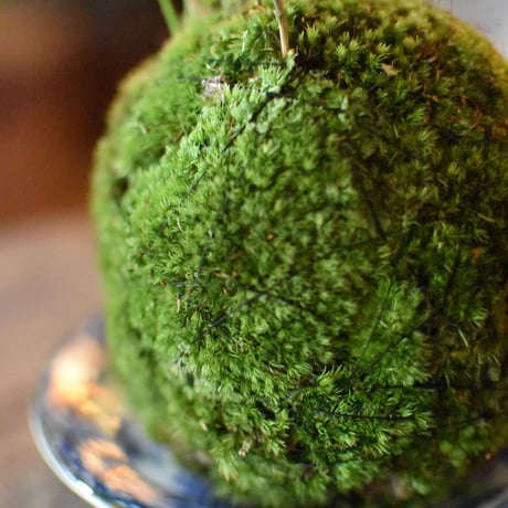 苔玉　風知草(C-16)