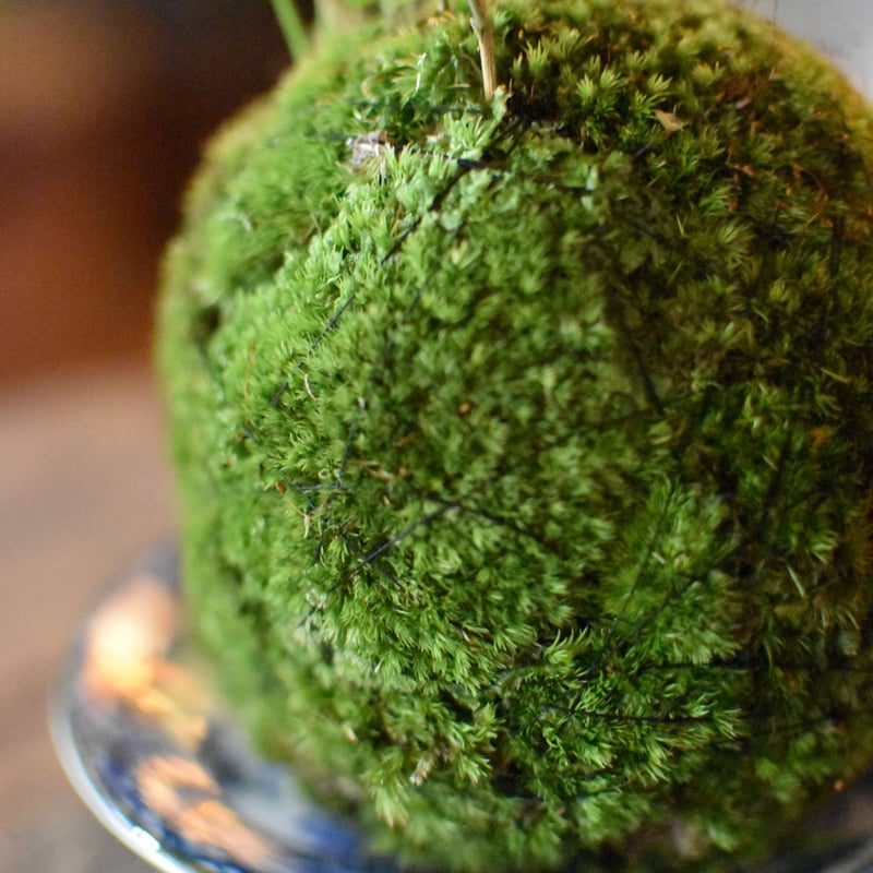 苔玉・苔 puyozou 苔玉 風知草(C-16) | hirugao