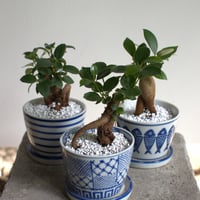 観葉植物 人参ガジュマル(G-35)