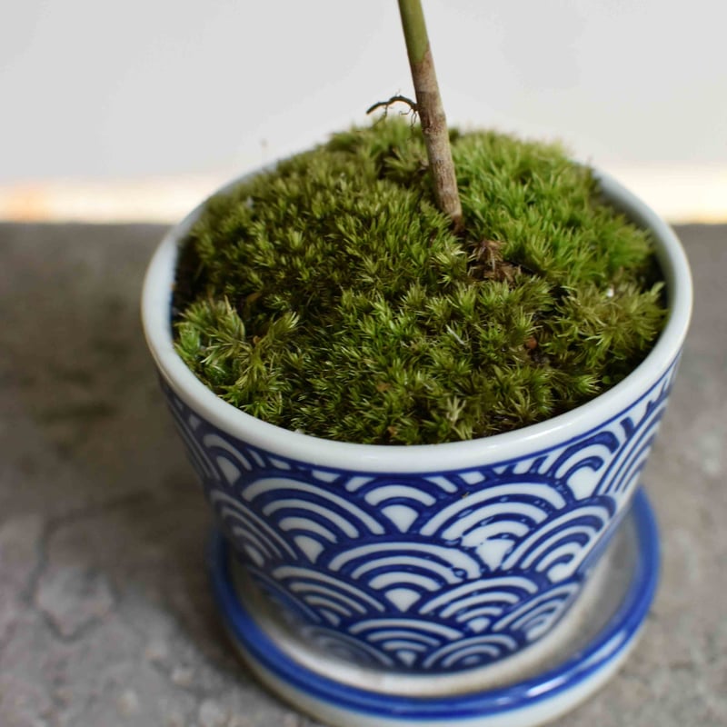 希少斑入りもみじ 羽前錦6号鉢全長90cm6年もの 優良株 希少斑入り