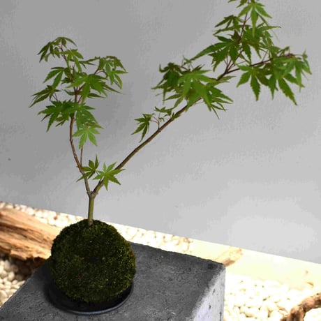 苔玉 紅葉〈流泉〉(C-37)