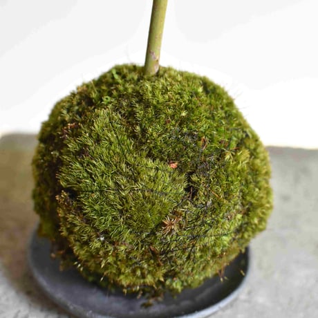 苔玉 紅葉〈流泉〉(C-37)
