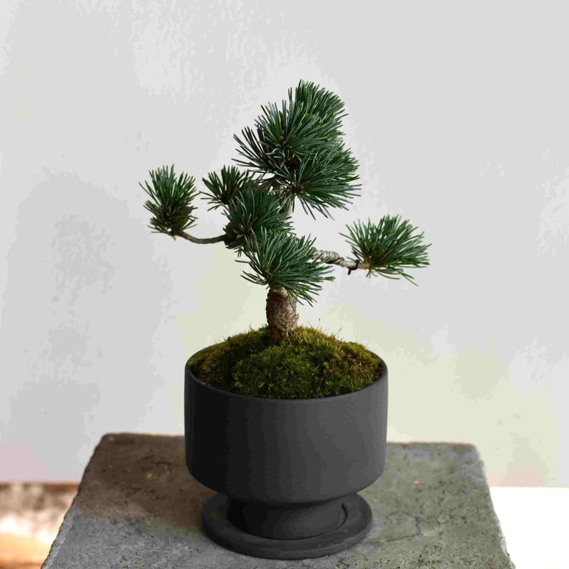 お茶双幹大品盆栽 珍品盆栽。圧巻な太幹です。黒松、赤松、五葉松盆栽