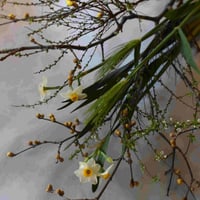 【花便り】アソートM(和花/枝物)