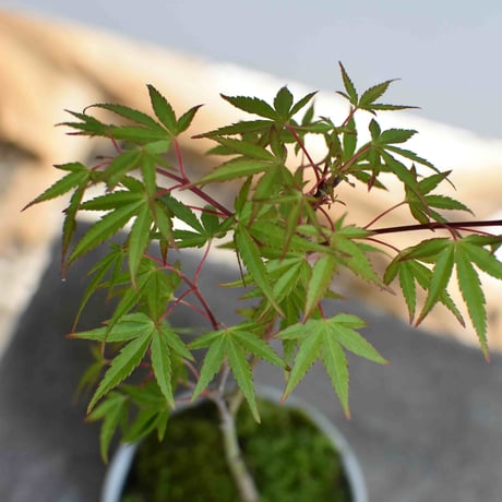 盆栽　紅葉〈長良川〉(Y-51)