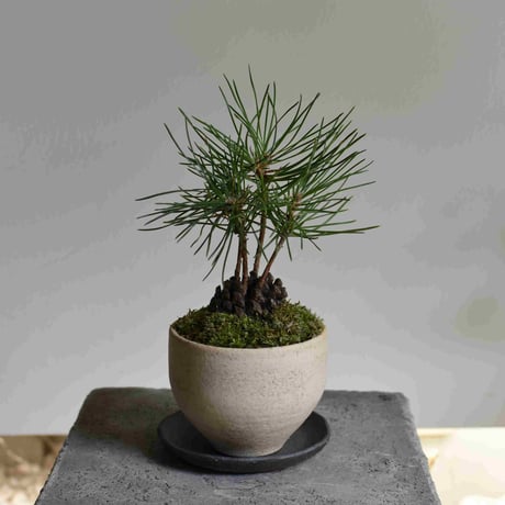 盆栽 ぼっくり松(Y-53) | hirugao