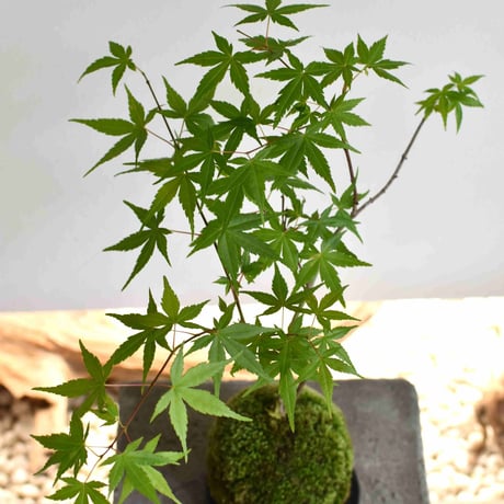 苔玉 紅葉〈流泉〉(C-30)