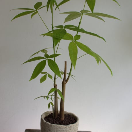 観葉植物 パキラ(G-28)