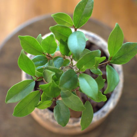観葉植物　人参ガジュマル(G-7)