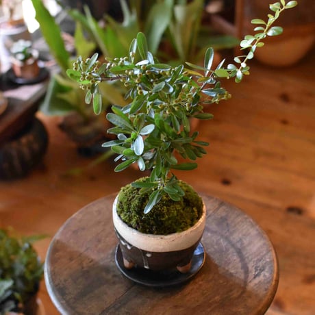 盆栽 常盤山査子(Y-21)