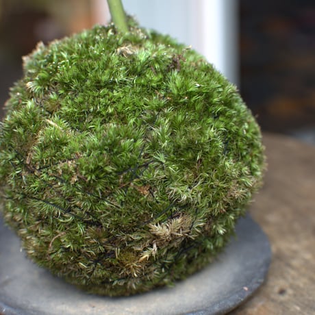 苔玉　紅葉〈京の舞〉(C-1)