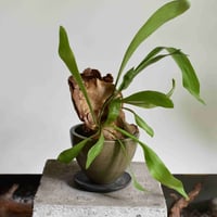 観葉植物 コウモリラン(G-23)