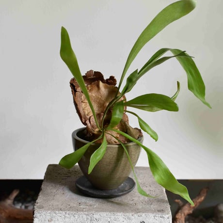 観葉植物 コウモリラン(G-23)
