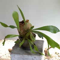 観葉植物 コウモリラン(G-23)