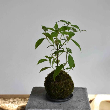 苔玉 山アジサイ(C-50)