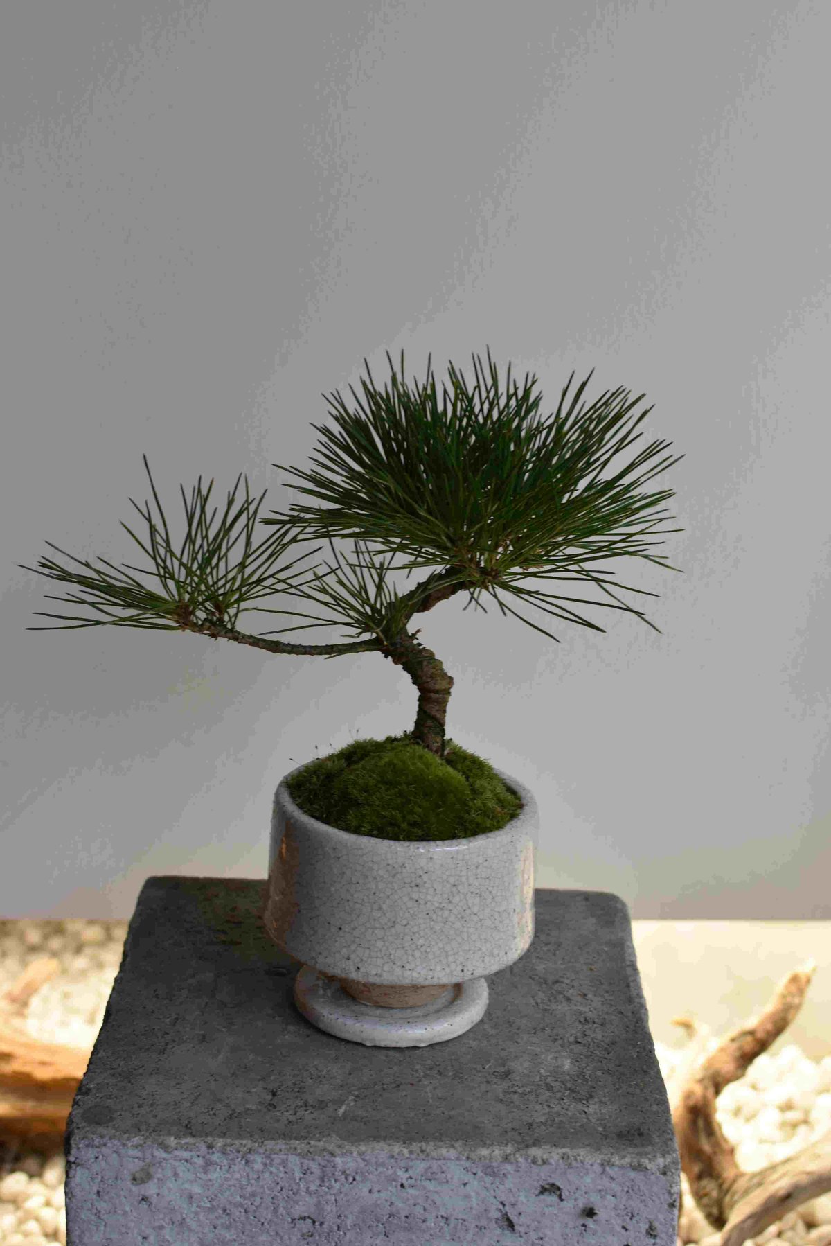 Hiro☆I 黒松　樹高42cm Hiro☆I 黒松 樹高42cm Hiro☆I 黒松 樹高42cm xb24042601_6.jpg