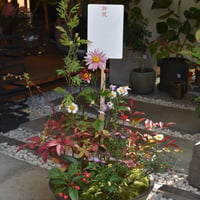 山野草の寄せ植え2L