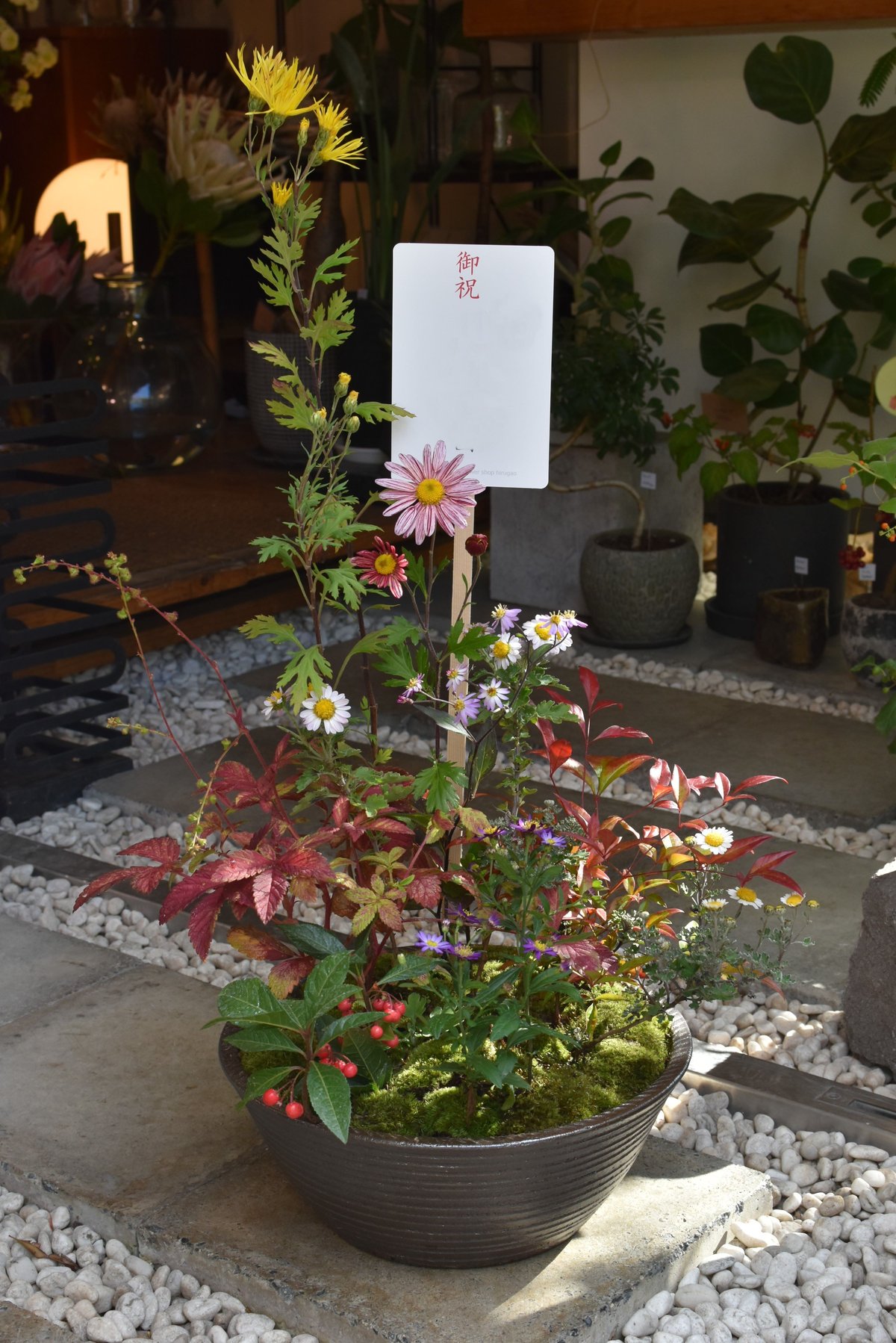 山野草の寄せ植え2L | hirugao