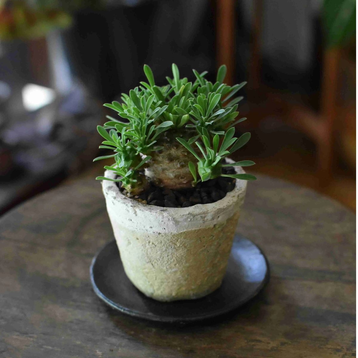 観葉植物 峨眉山(G-12) | hirugao