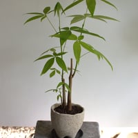 観葉植物 パキラ(G-28)