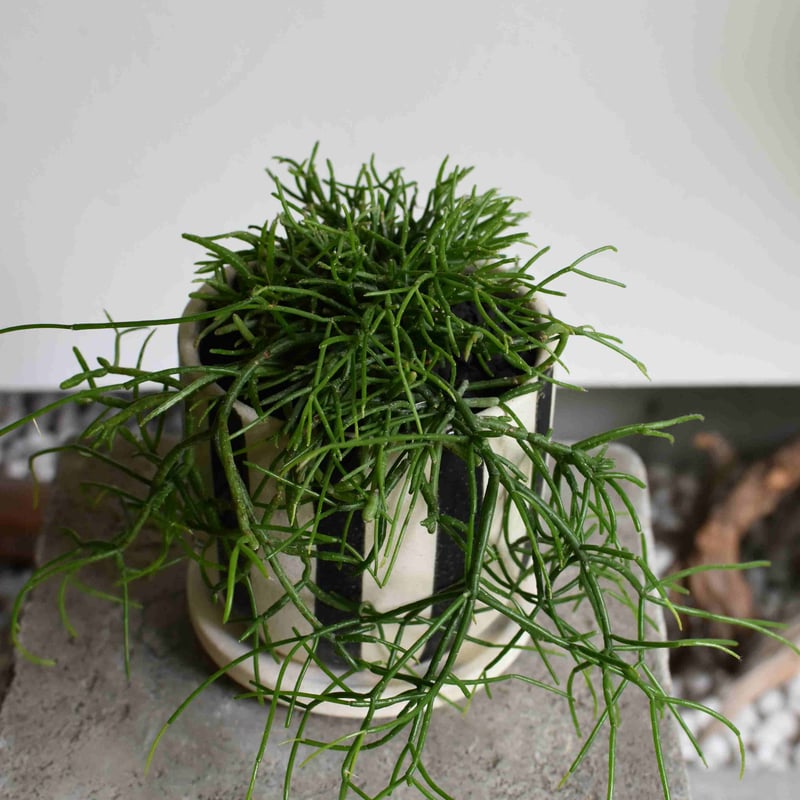 観葉植物 リプサリス・カスッサ(G-16) | hirugao