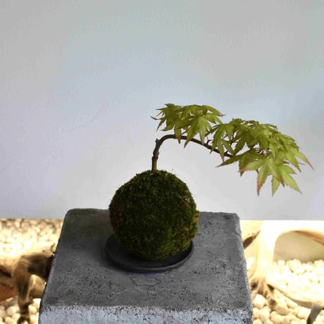 苔玉 紅葉〈桂〉(C-49)