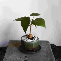 観葉植物 フィカス・ペティオラリス(G-19)