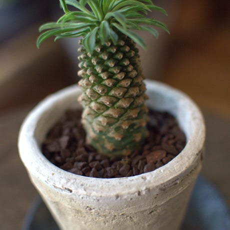 観葉植物　峨眉山(G‐10)