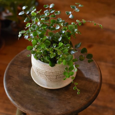観葉植物　ペリエア・ロツンデフォリア(G-9)