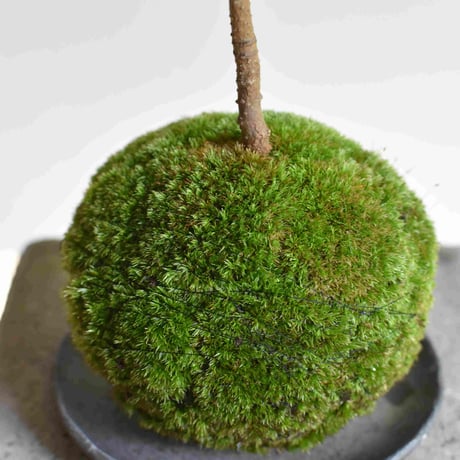 苔玉　百両(C-28)