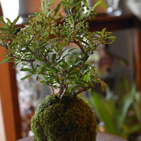 苔玉 常盤山査子(C-19)