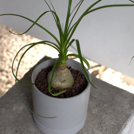 観葉植物 トックリラン(G-32)