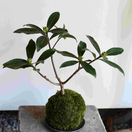 苔玉 沈丁花(C-39)