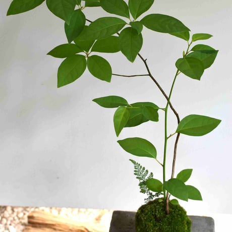 苔玉 黒文字(C-31)
