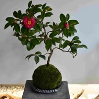 苔玉　寒椿(C-27)