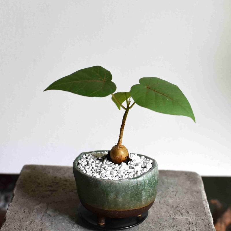 観葉植物 フィカス・ペティオラリス(G-19) | hirugao