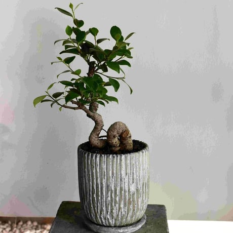 観葉植物　ガジュマル(G-11)